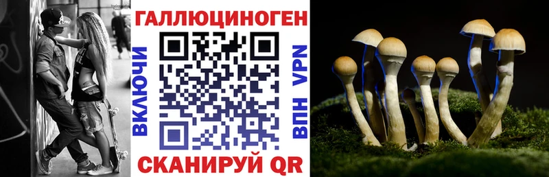 цена   Приозерск  Псилоцибиновые грибы мицелий 